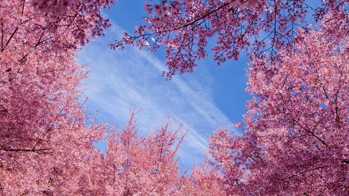 bukhansan cherry blossom flowers and sky
