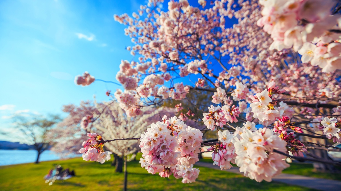 jeonju-cherry-blossom-flowers-view