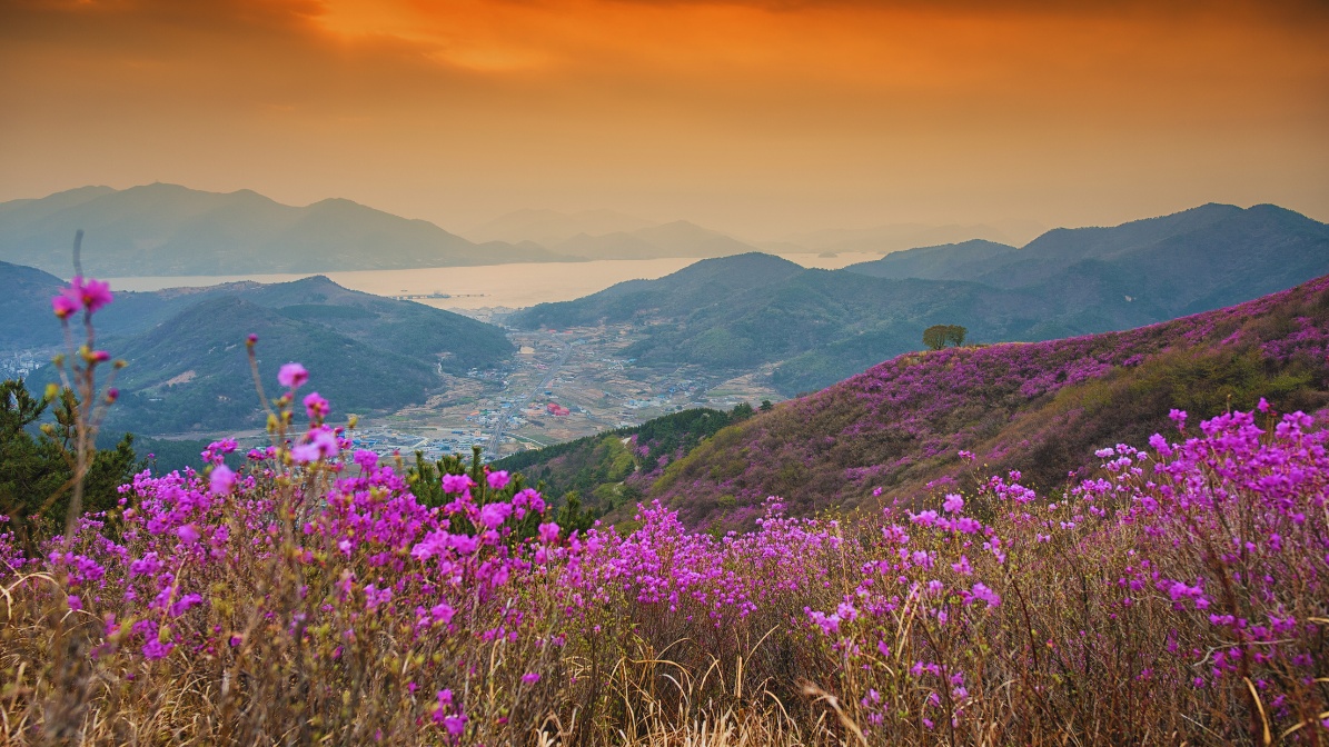 yeosu-spring-flowers-mountain-view
