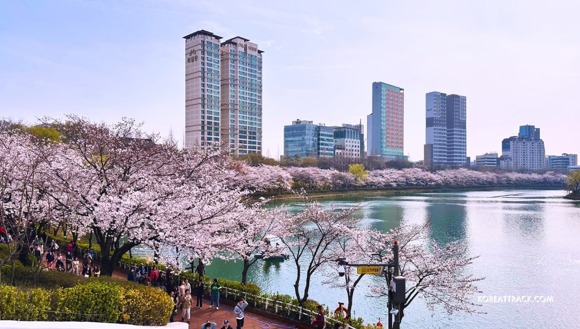 seokcheon-lake-cherry-blossom-lotte-world-2024-visitors-view