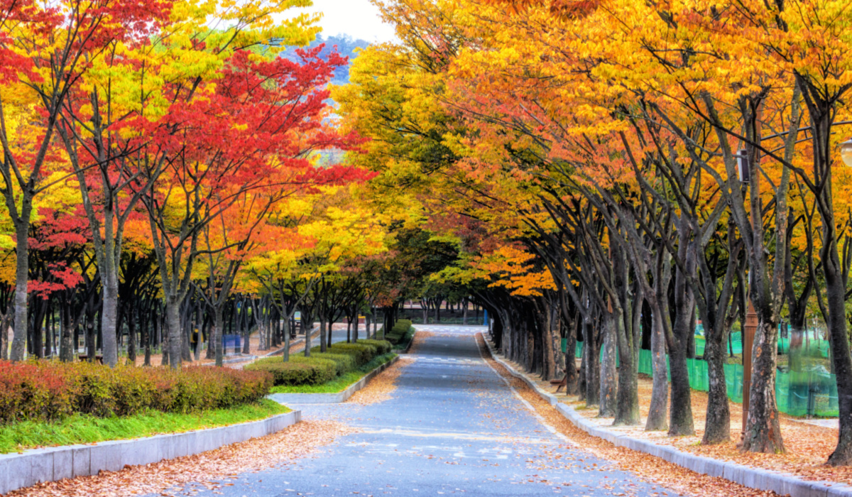 incheon grand park autumn leaves 