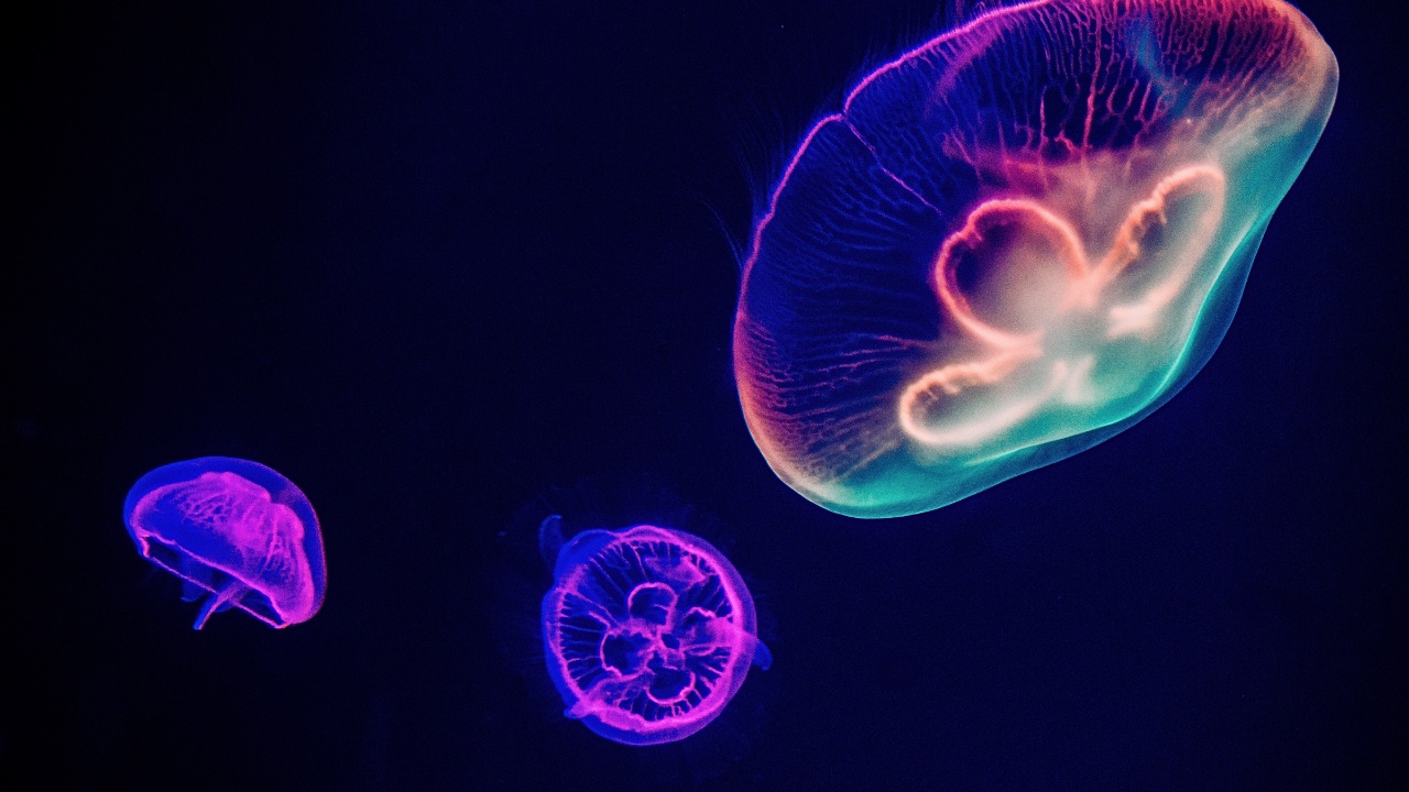 lotte-world-aquarium-jellyfish-luminescence