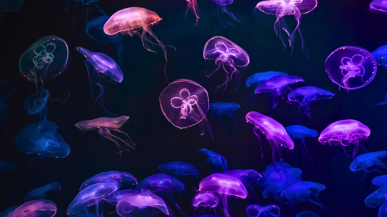 lotte-world-aquarium-jellyfish-many-luminescence