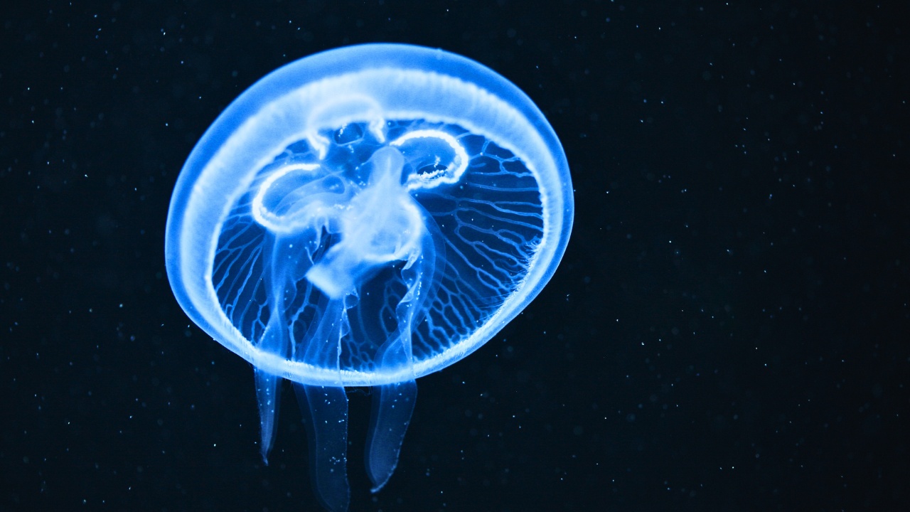 lotte-world-aquarium-jellyfish-white