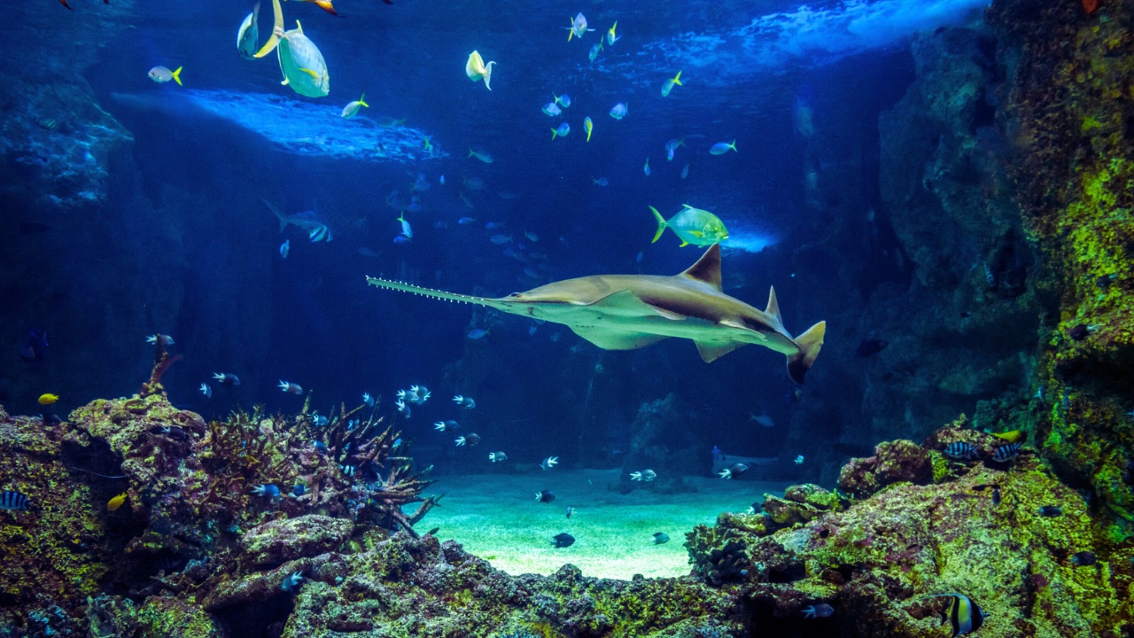 lotte-world-aquarium-sawtooth-shark