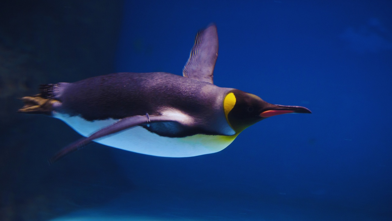 lotte aquarium solo penguin