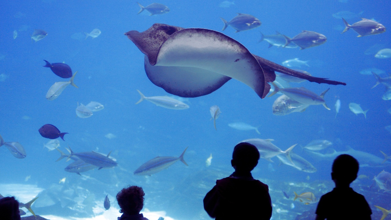 lotte-world-aquarium-stingray