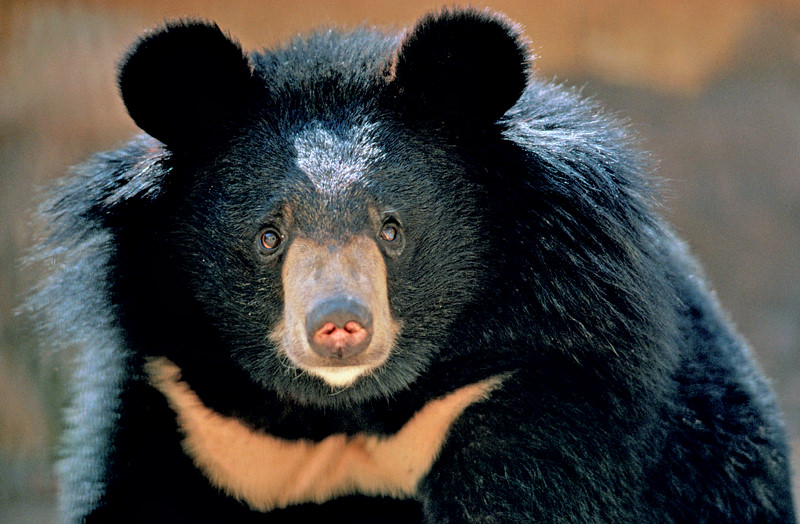 halfmoon-black-bear