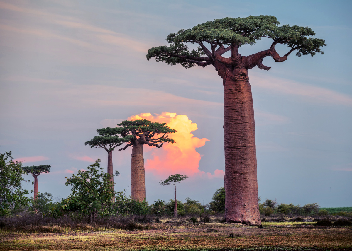 baobab-trees