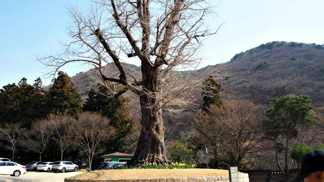 beomeosa-temple-gingko-tree