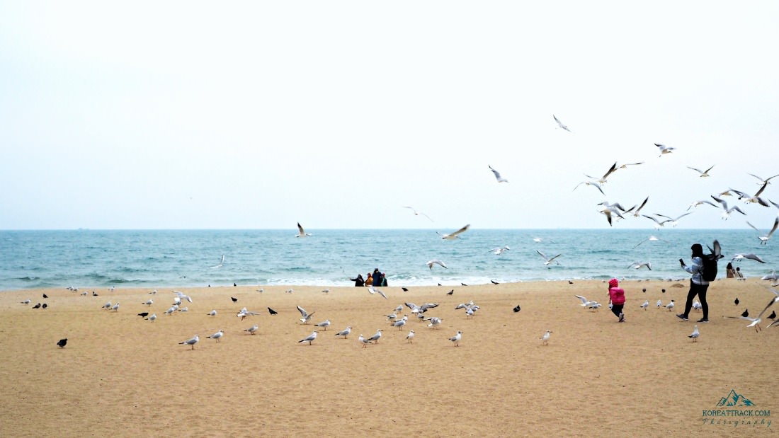 haeundae-beach