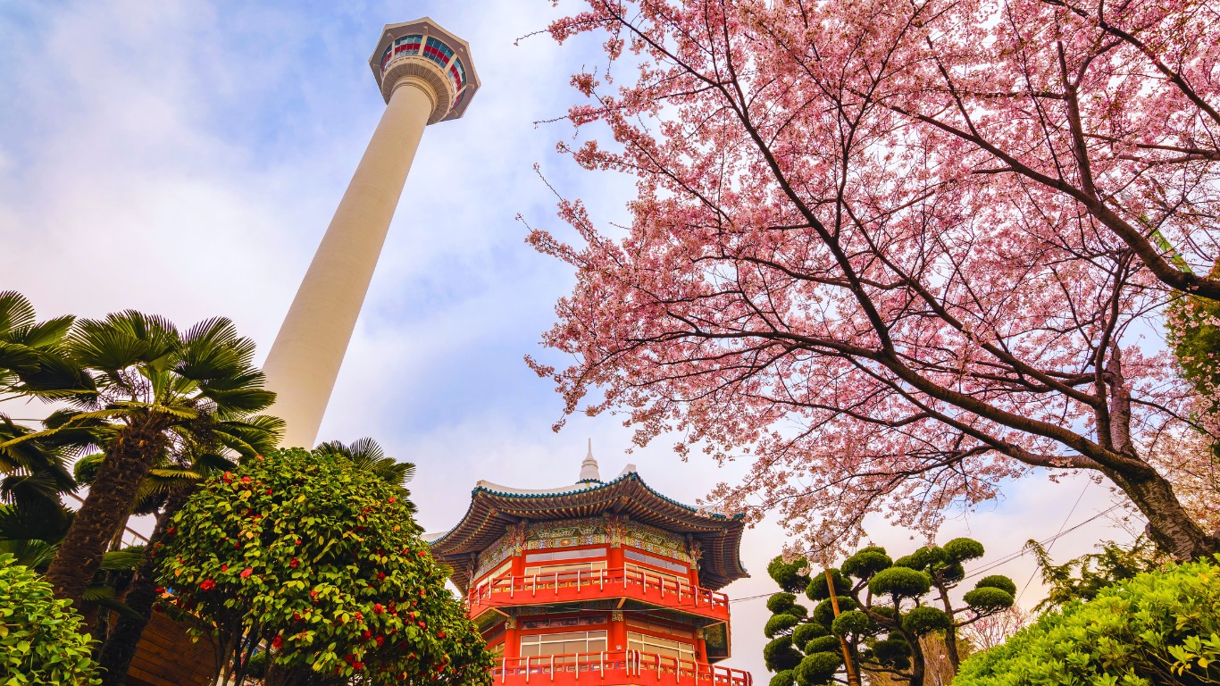 busan-tower-cherry-blossoms-2024
