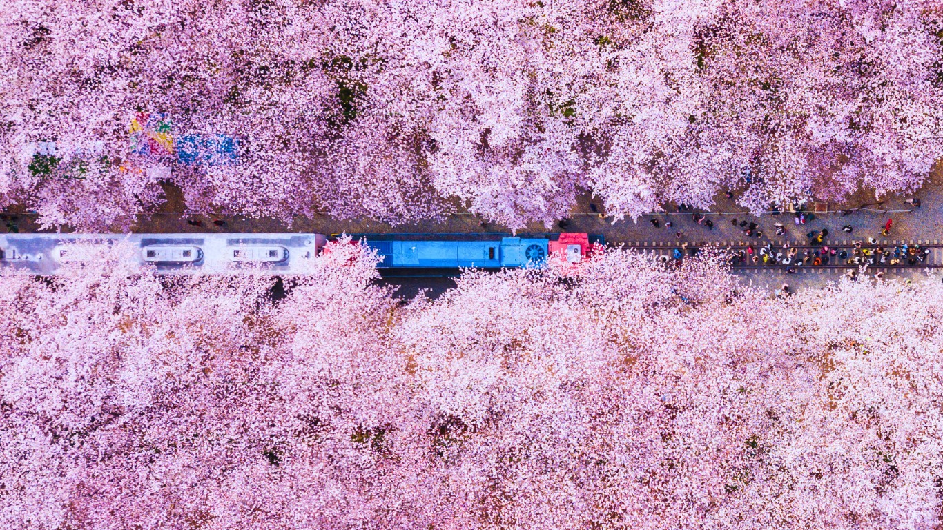 busan-train-cherry-blossoms-2024