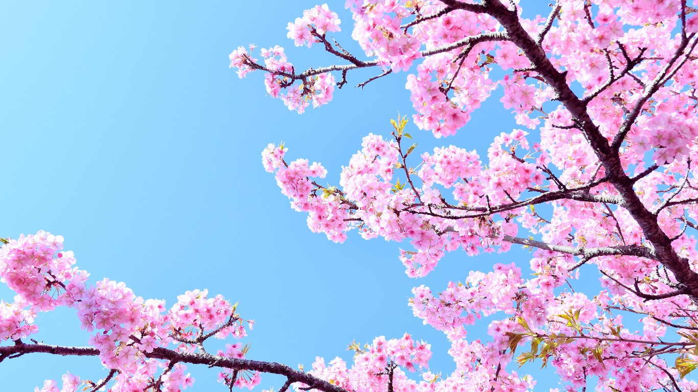 busan-tree-cherry-blossoms-2024