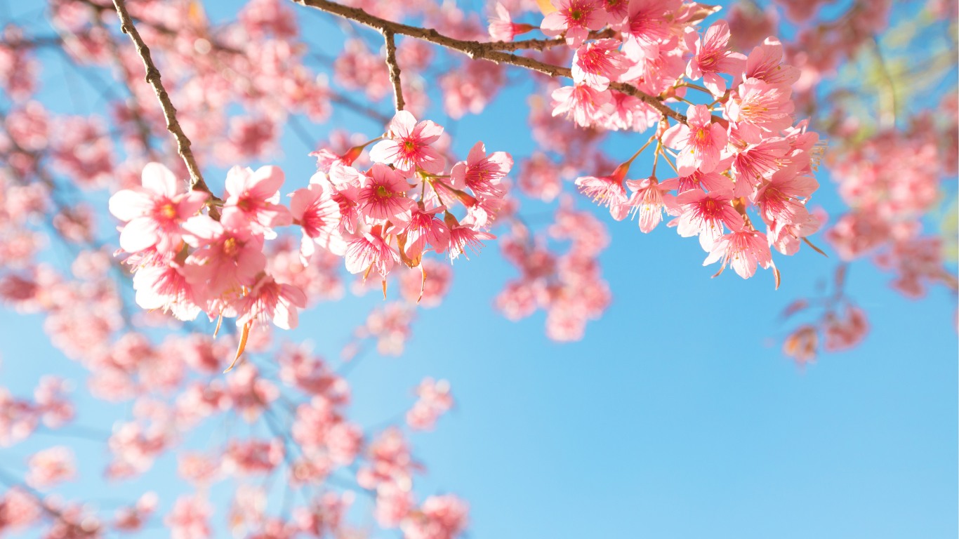Cherry Blossom Festival in Incheon Grand Park celebrates the beauty of nature and spring, and visitors come to witness the breathtaking pink & white flowers.
