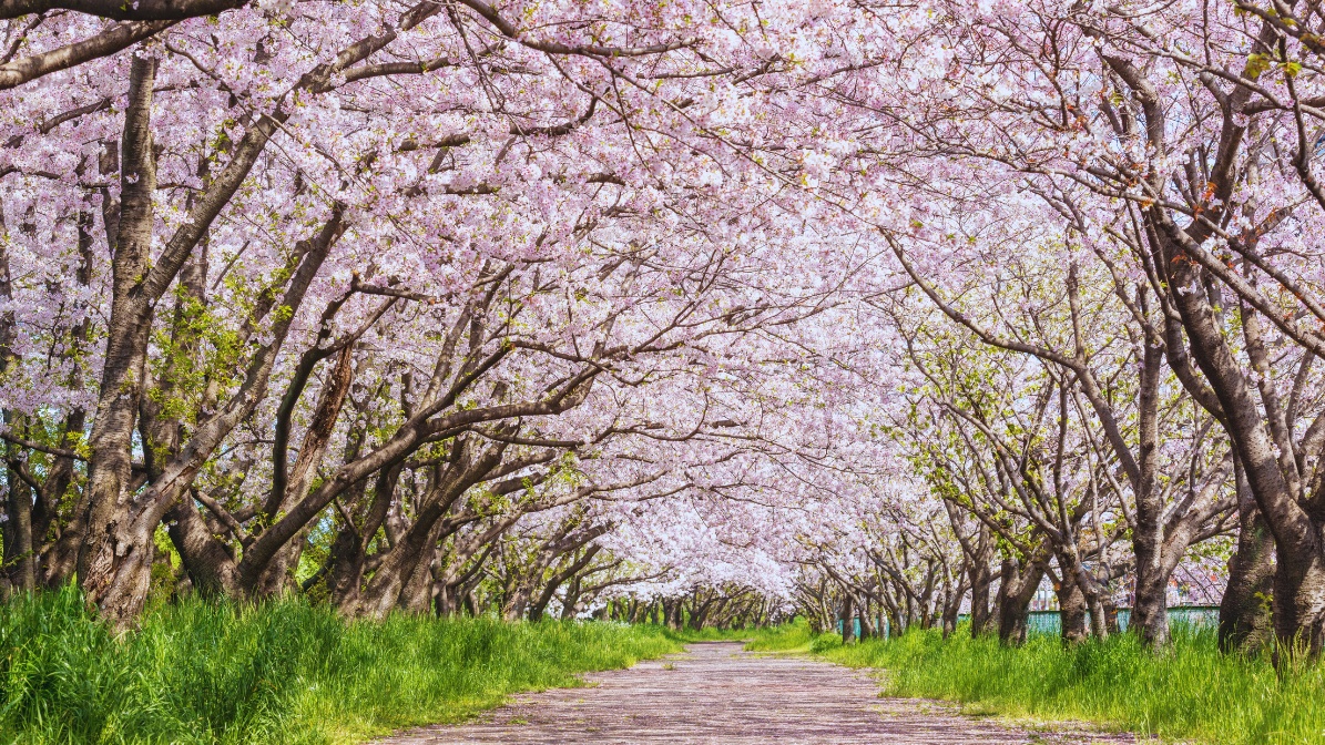 daejeon-cherry-blossom-trees-view