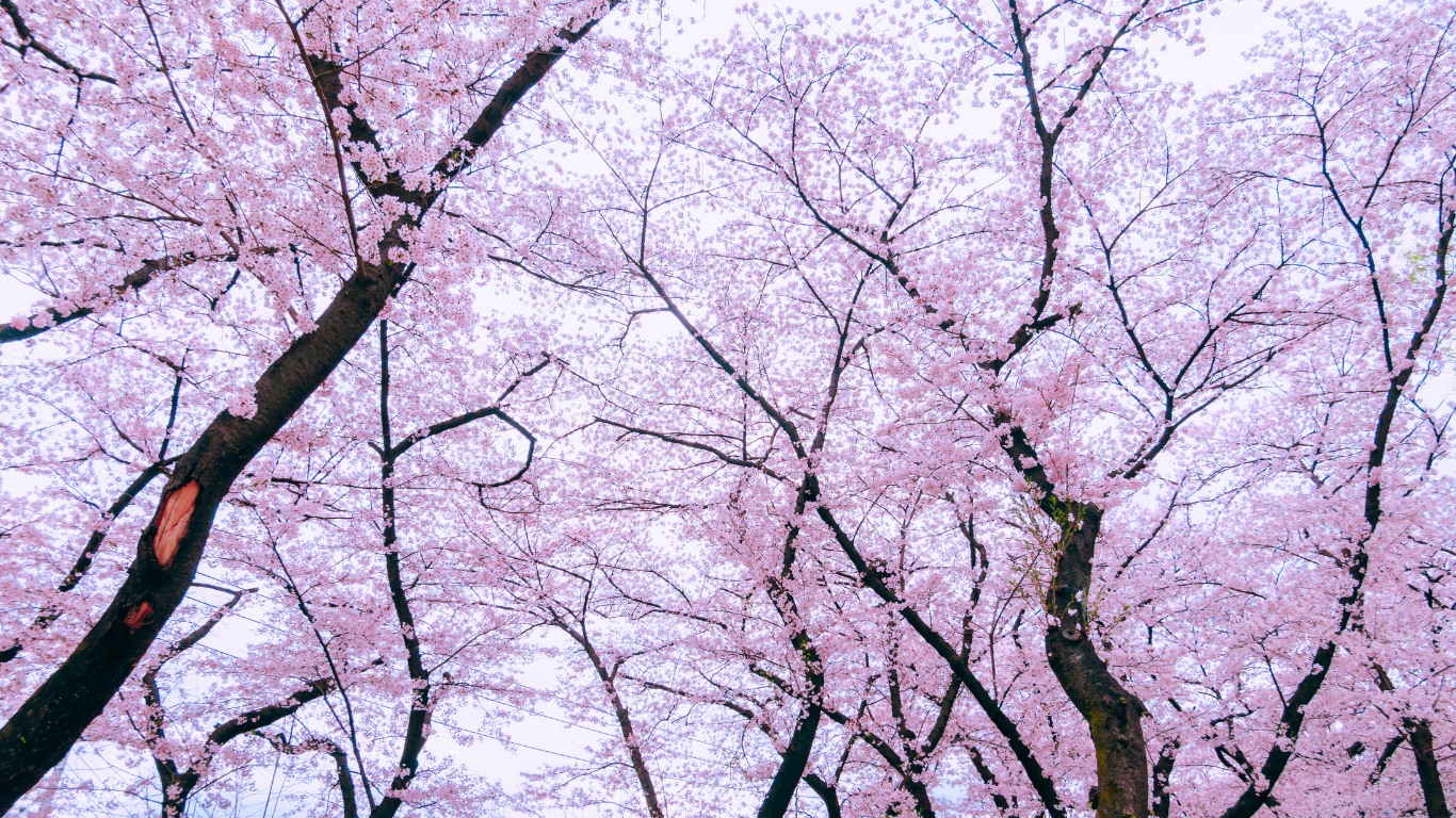 flowers-cherry-blossoms-2024