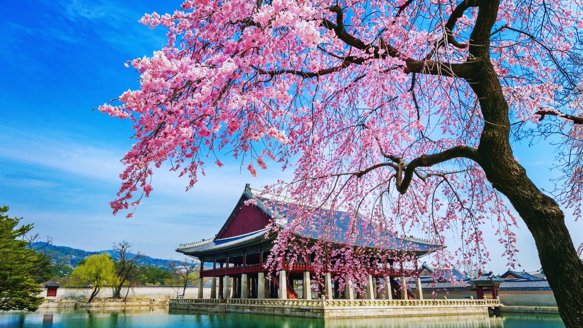 gyeongbokgung-cherry-blossoms-tree-hall-view