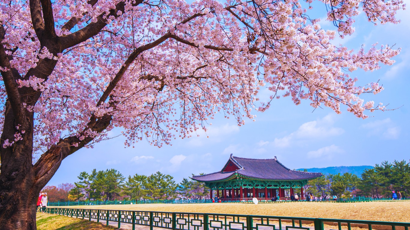 gyeongju-cherry-blossoms-hanok-hall-view