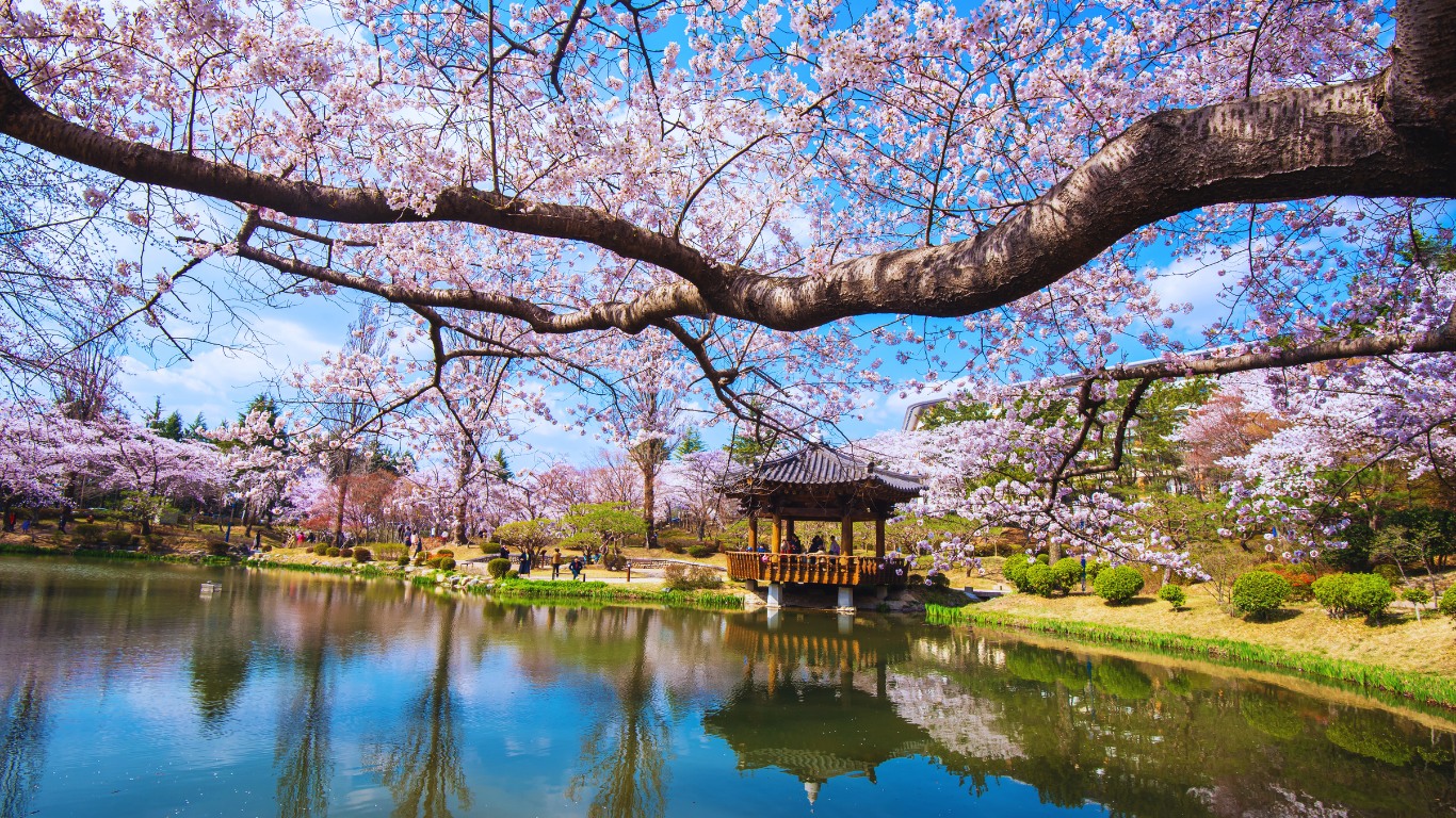gyeongju-cherry-blossoms-lake-view