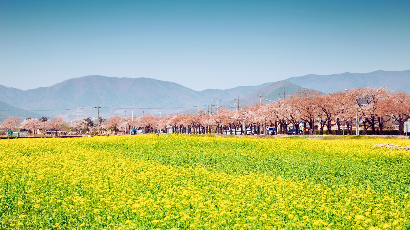 gyeongju-cherry-blossoms-yuchae-flowers-view