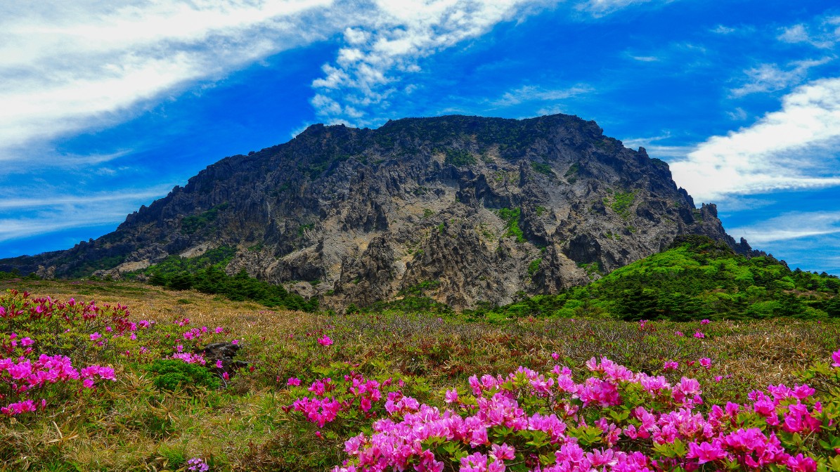 hallasan-mountain-spring-flowers