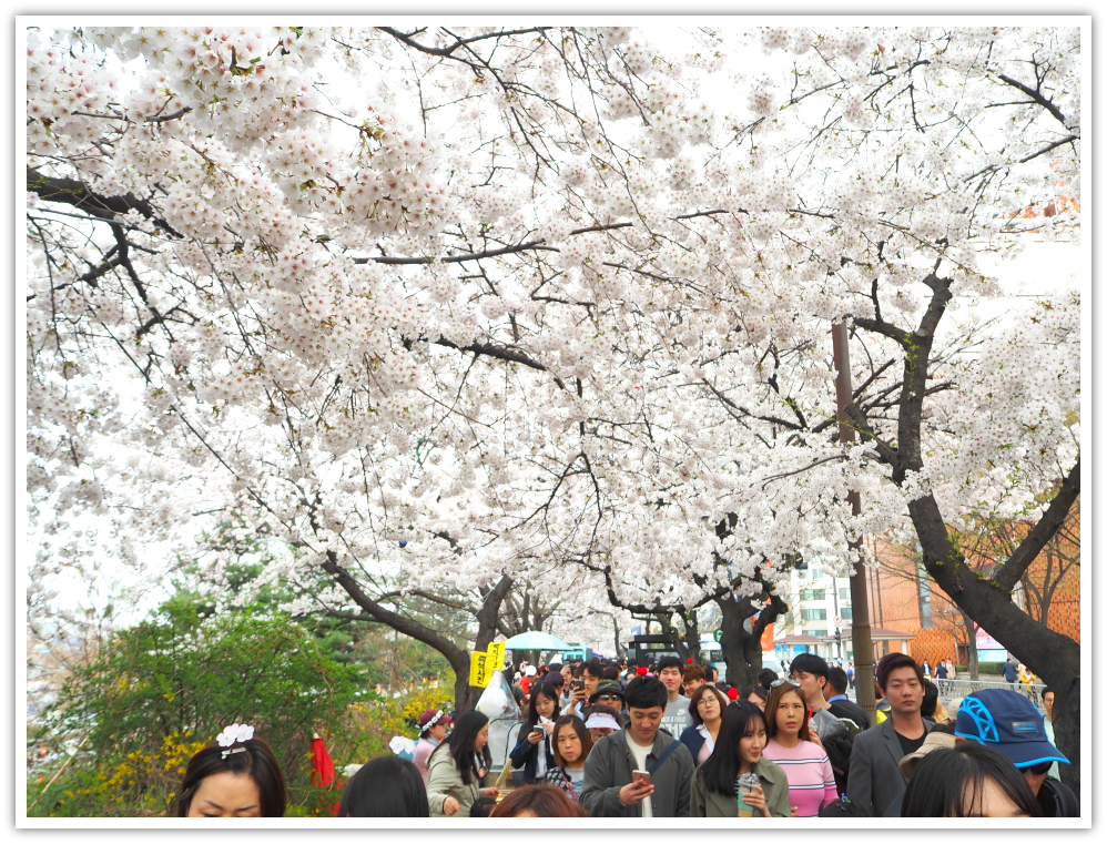 samnak-cherry-blossoms