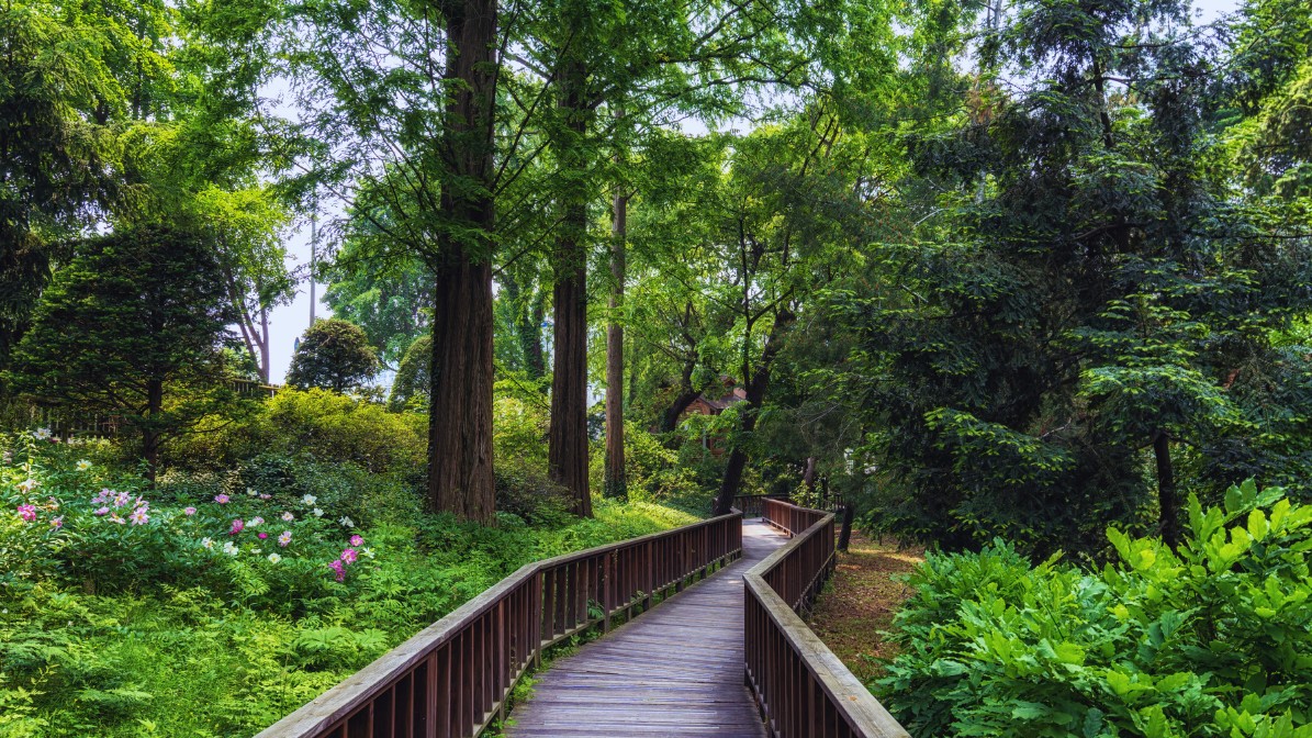 hongneung-arboretum-wooden-pathway