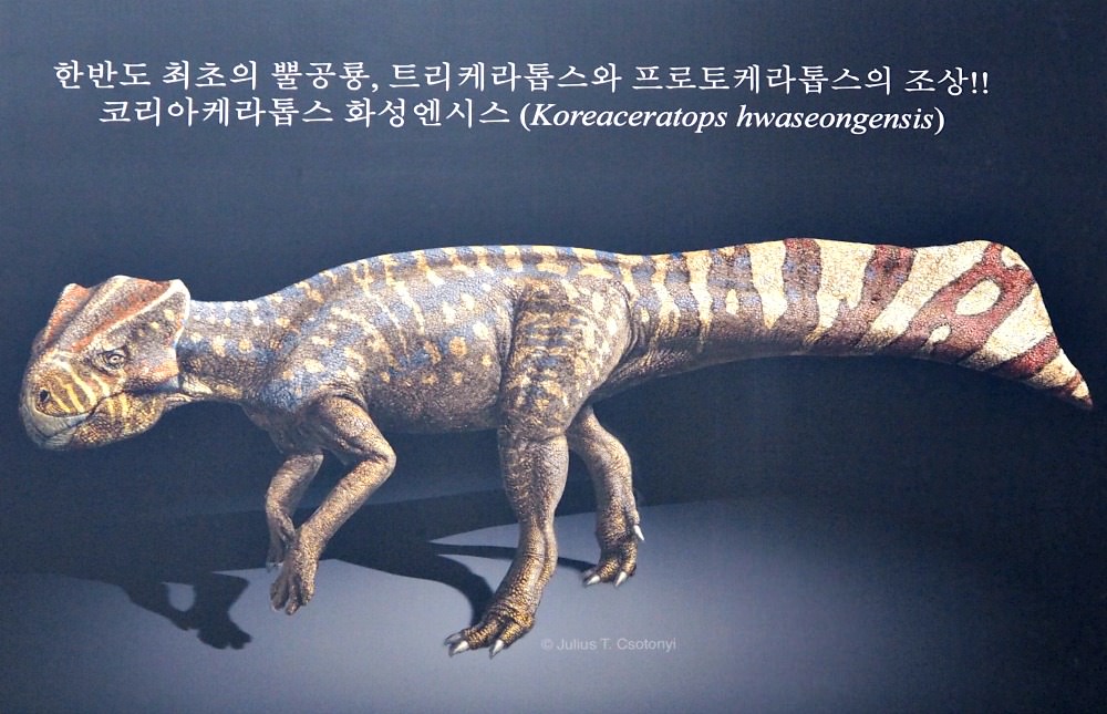 koreaceratops-hwaseongensis-dinosaur