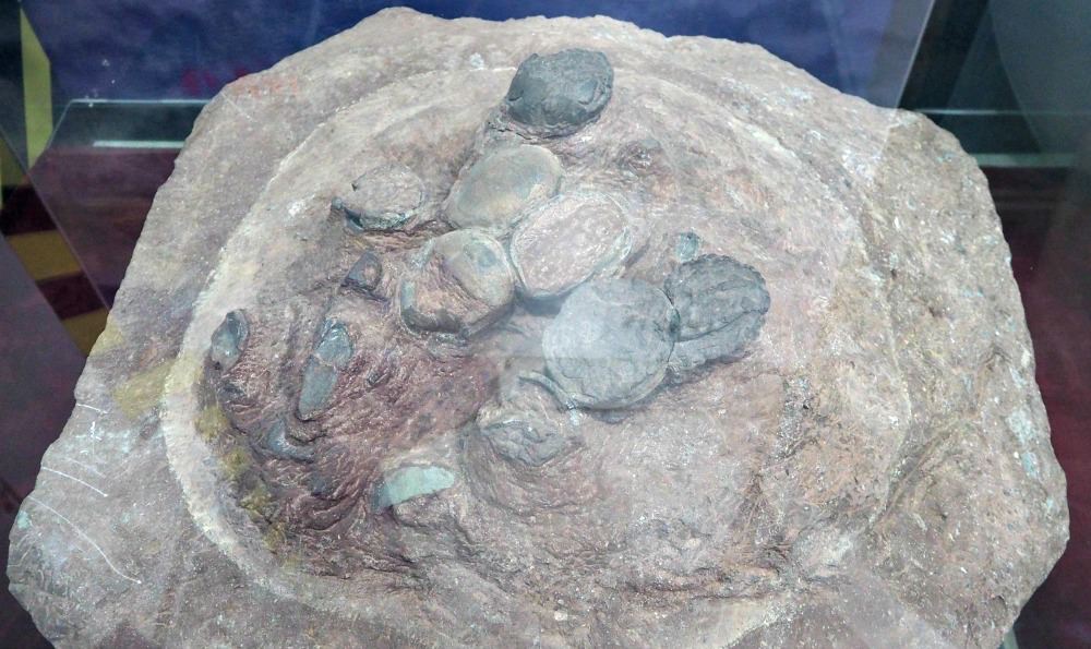 hwaseong-fossilized-dinosaur-eggs-site