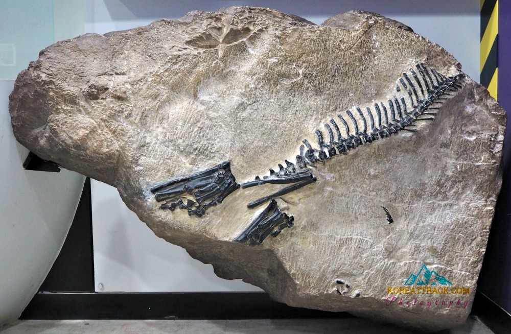 hwaseong-fossilized-dinosaur-eggs