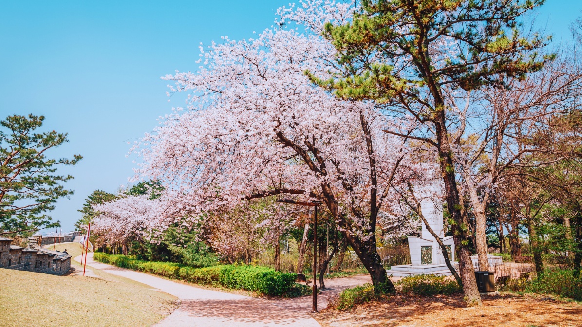 hwaseong-fortress-suwon-cherry-blossoms
