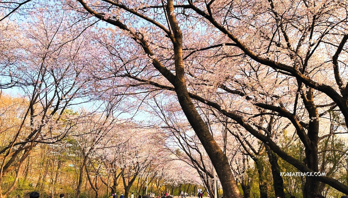 incheon-grand-park-cherry-blossom-blooming