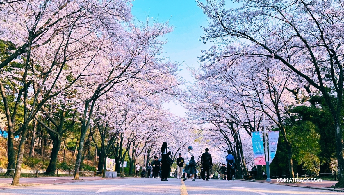 incheon-grand-park-cherry-blossom-blooming-wide