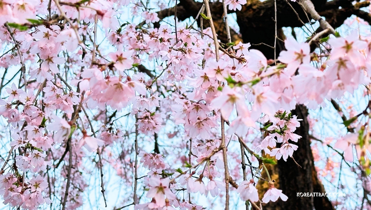 incheon-grand-park-cherry-blossom-closeup-2-view
