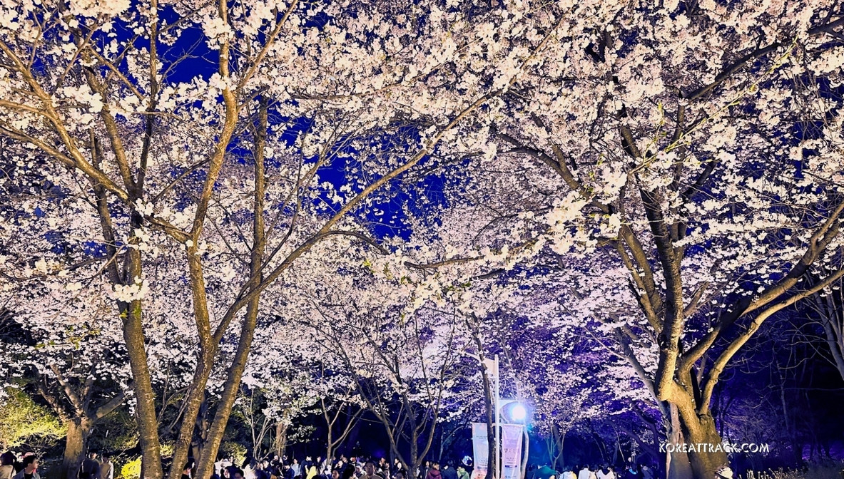 incheon-grand-park-cherry-blossom-evening-white-flowers-view