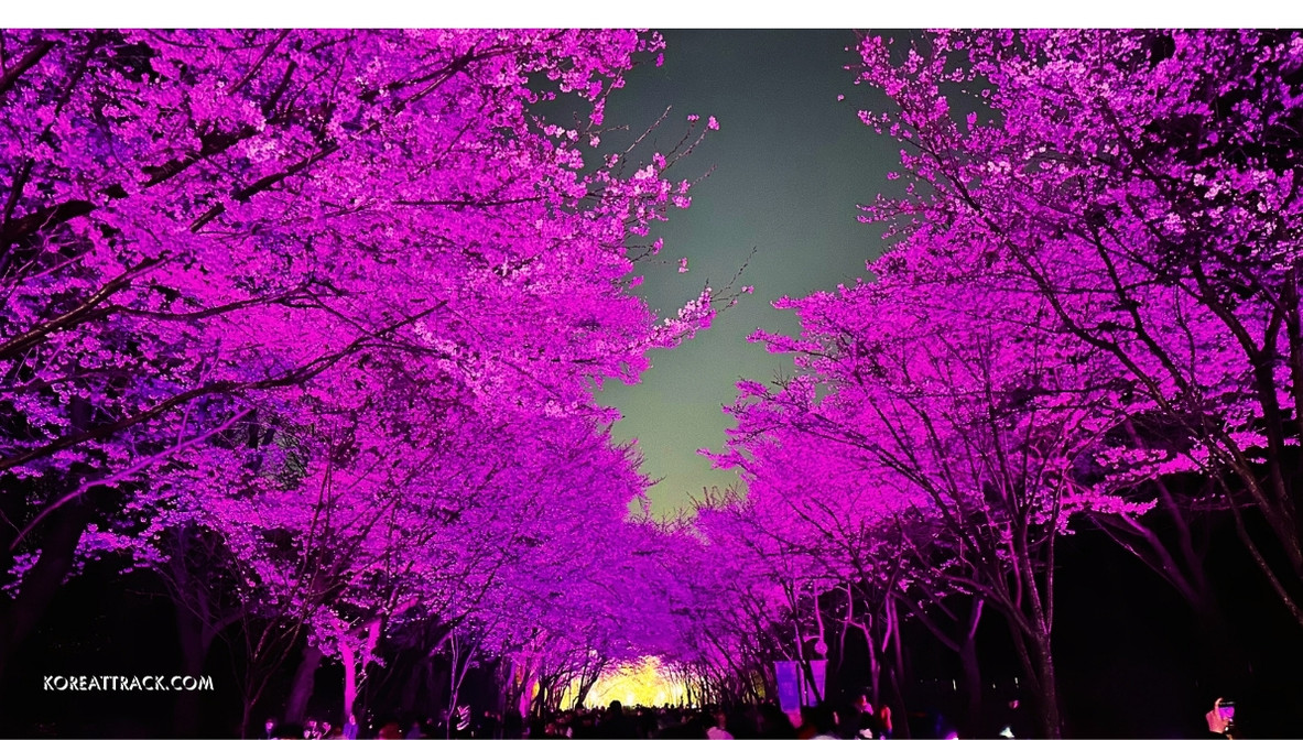incheon-grand-park-cherry-blossom-reddish-flowers-view
