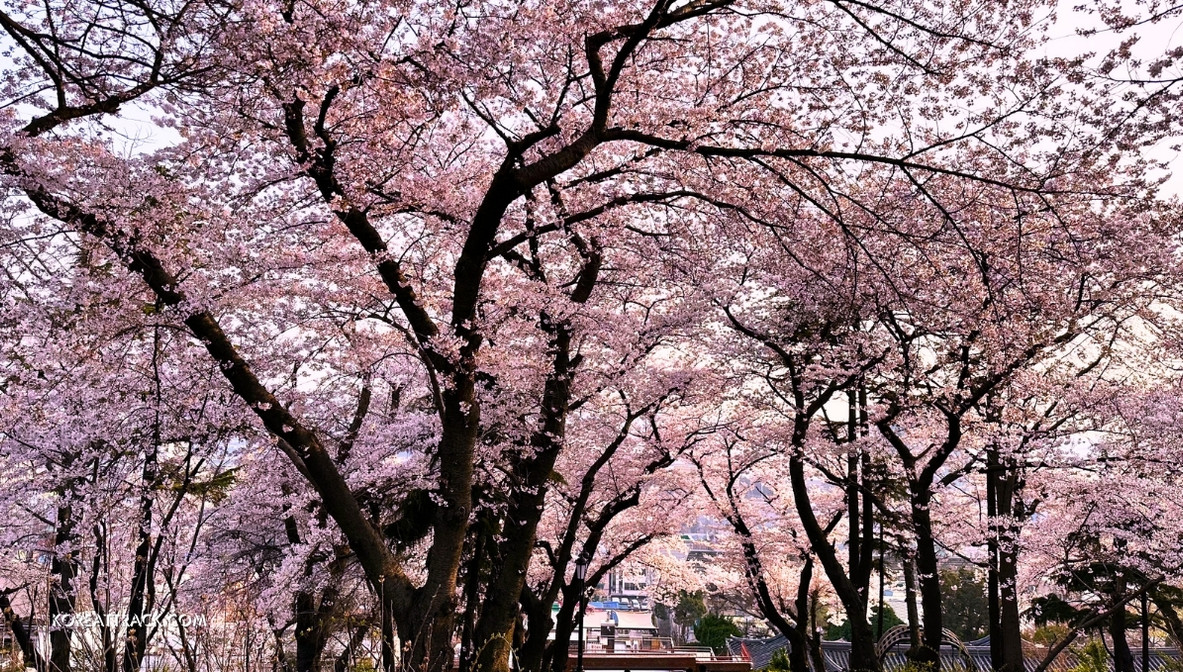 jayu-freedom-park-cherry-blossom-trees