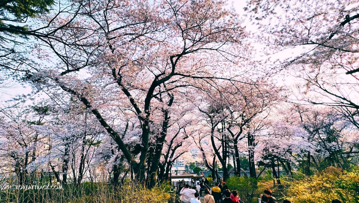 jayu-freedom-park-macarthur-cherry-blossom