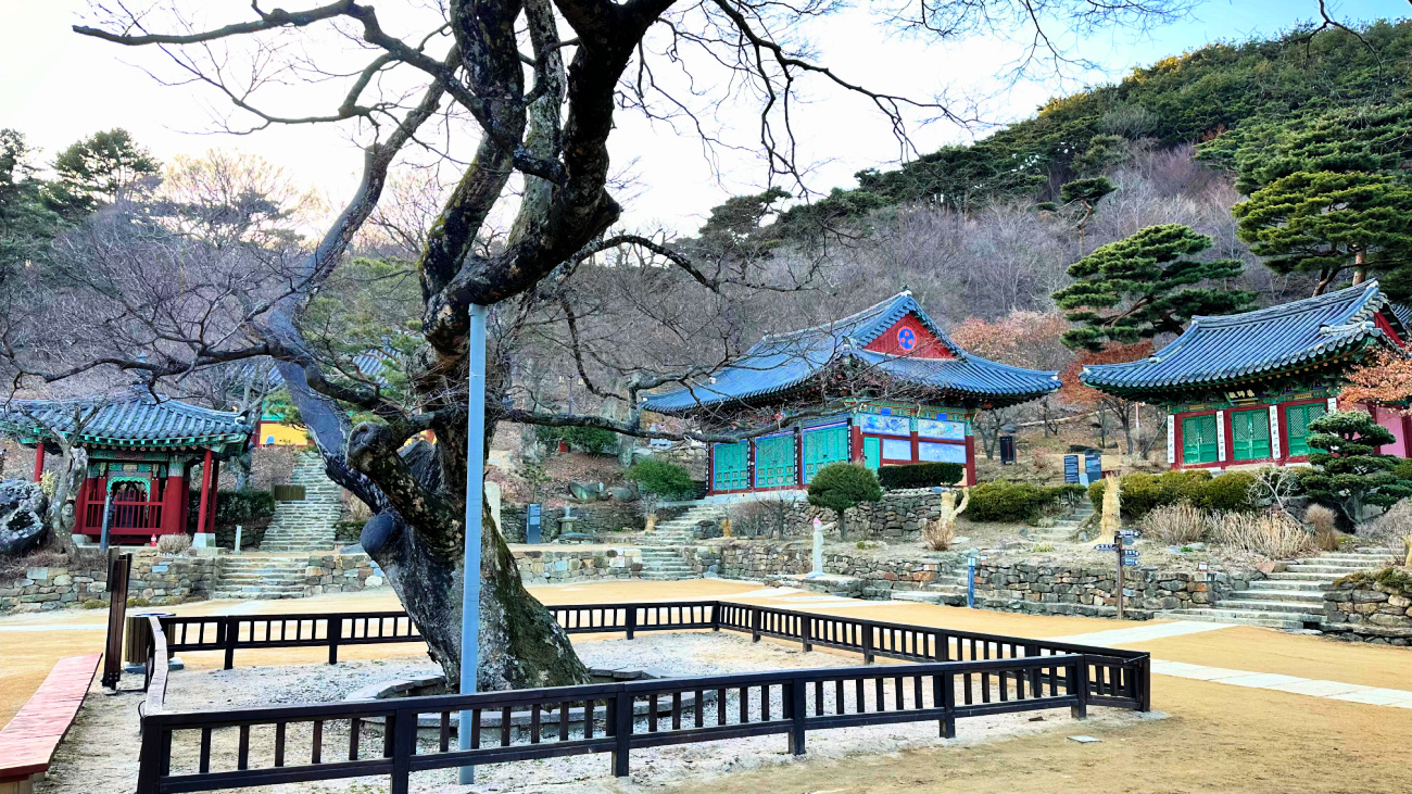jeondeungsa temple old tree and background temples