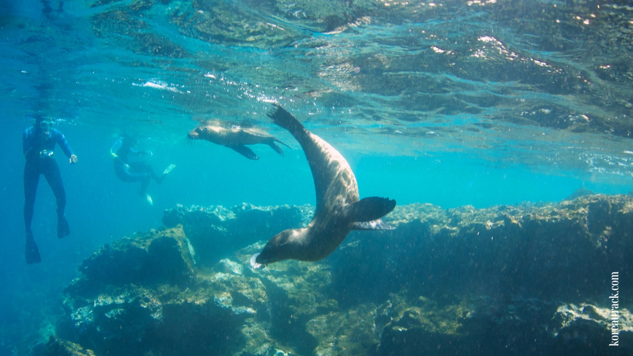 lotte-world-aquarium-california-sea-lion-2