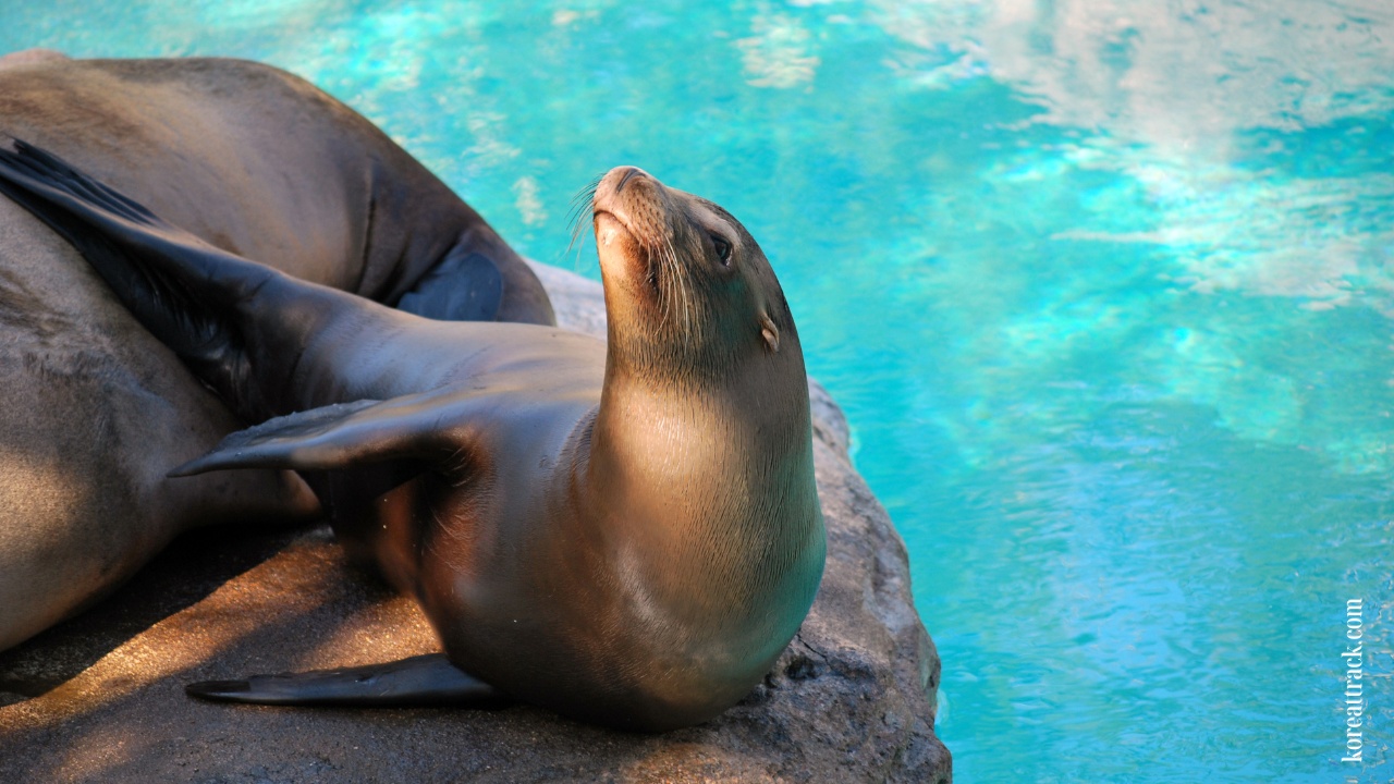 lotte-world-aquarium-california-sea-lion