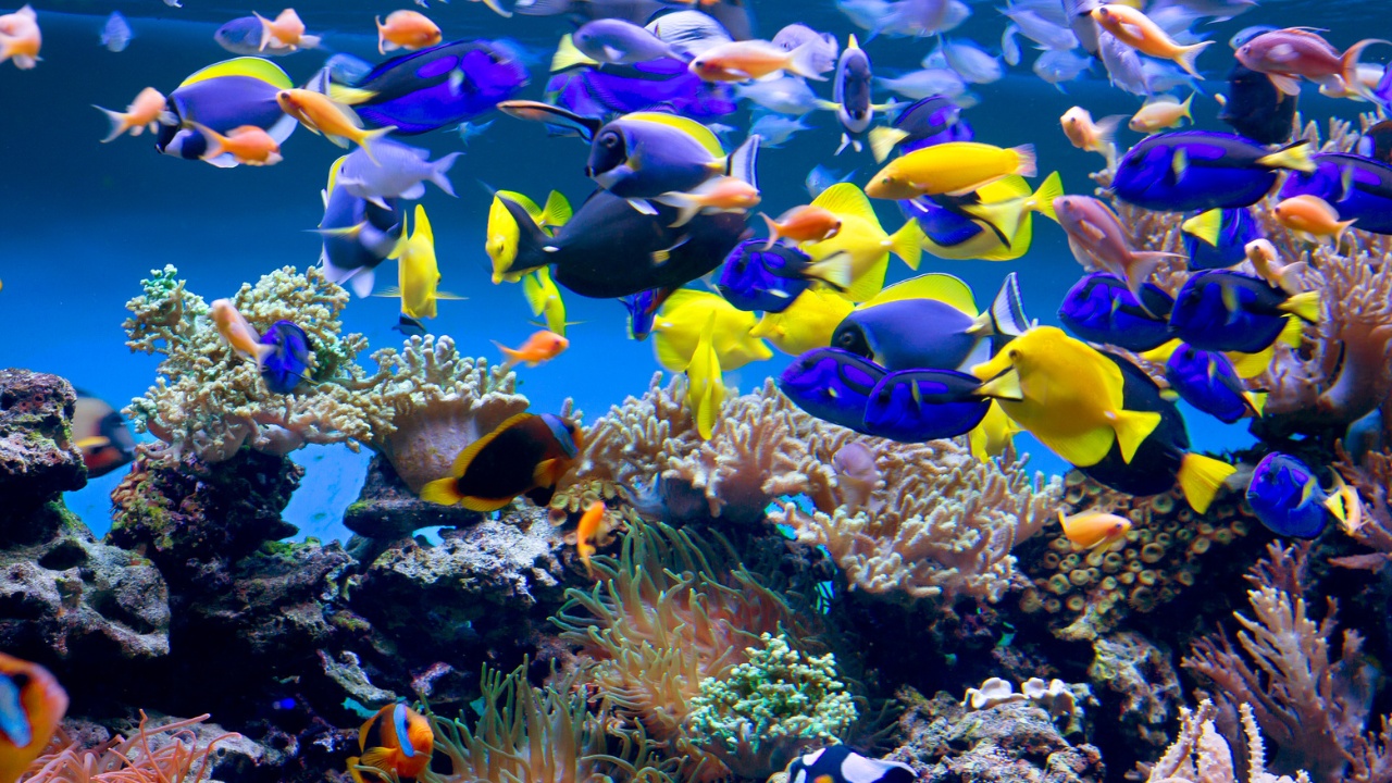 lotte-world-aquarium-colorful-fish-variety