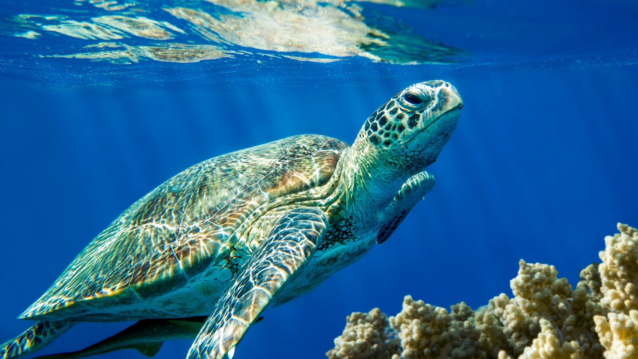 lotte-world-aquarium-green-sea-turtle