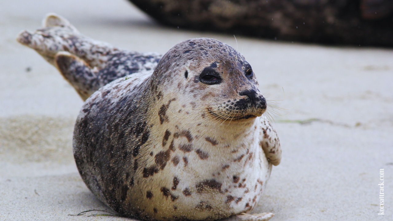 lotte-world-aquarium-harbor-seal-1