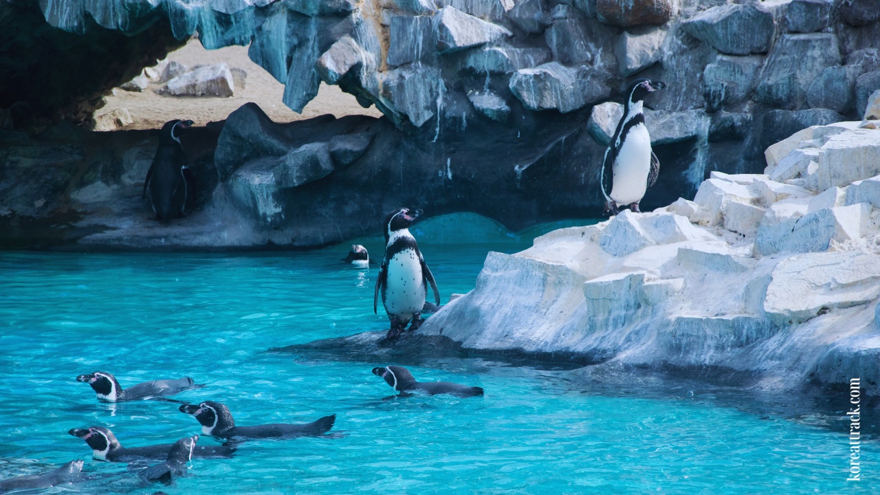 lotte-world-aquarium-humbolt-penguin-1