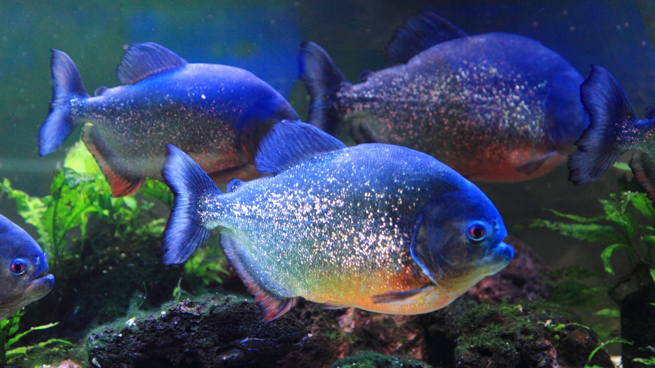 lotte-world-aquarium-piranha-fish-1