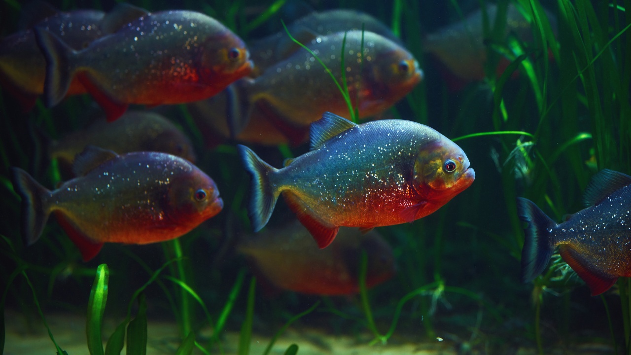 lotte-world-aquarium-piranha-fish