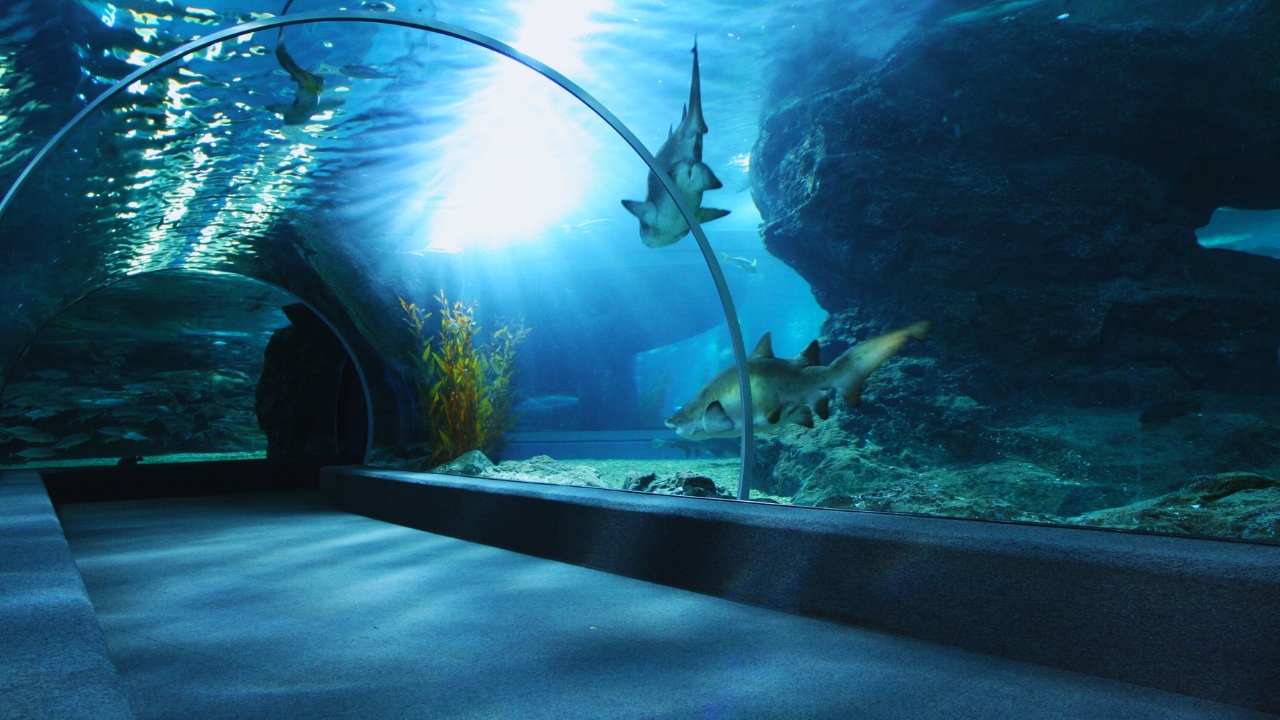 lotte-world-aquarium-tunnel-sharks