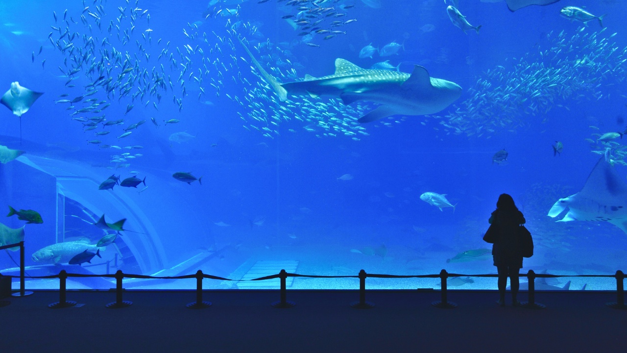Lotte World Aquarium in Seoul boasts Korea's largest ocean ecology tank and features an impressive 85-meter underwater tunnel and home to over 55,000 creatures.